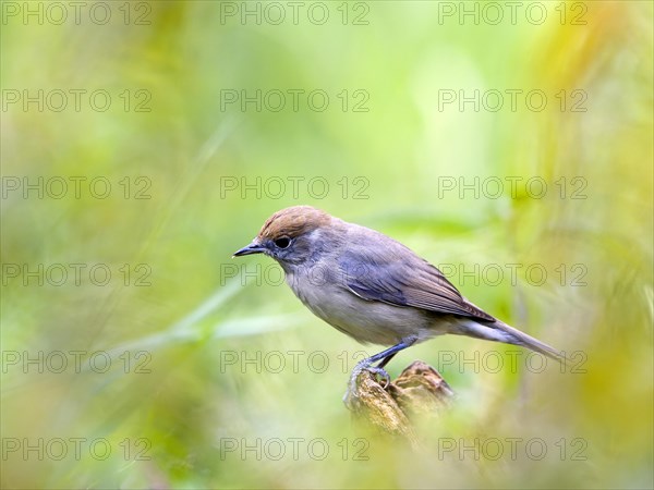 Blackcap