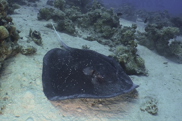 Blackspotted stingray