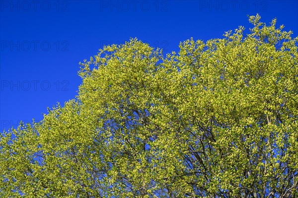 Flowering willow