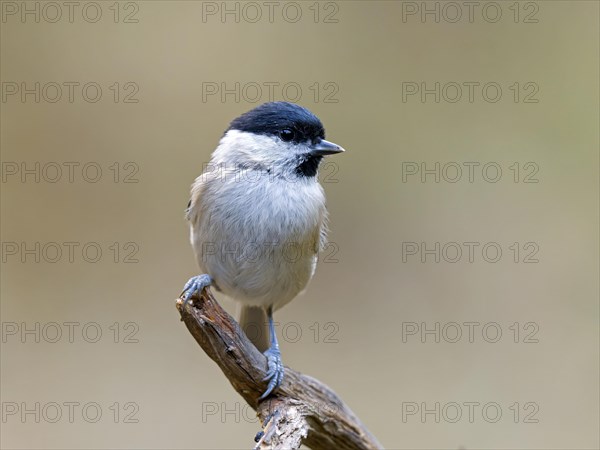 Marsh Tit