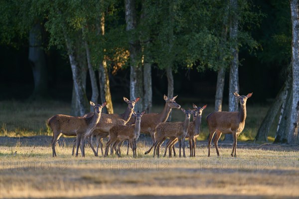 Red deer