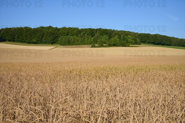 Spelt field in summer