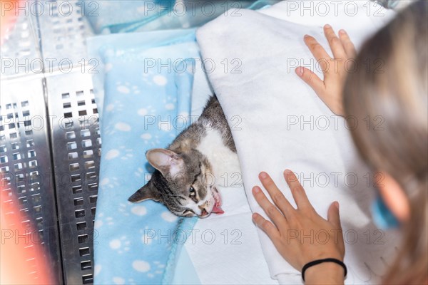 Veterinary clinic with a cat