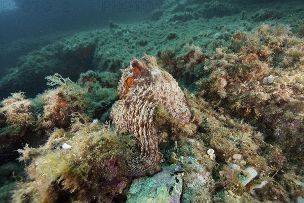 Common octopus