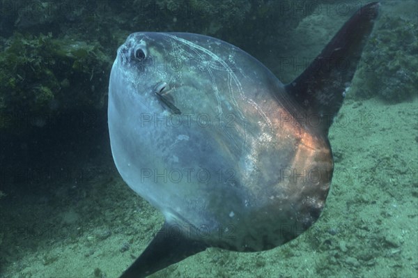 Ocean sunfish