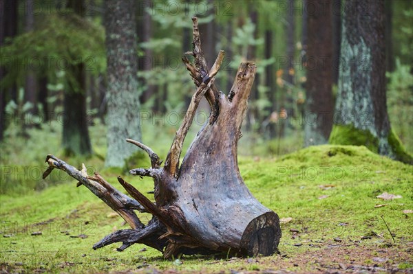 Root system of a old tree in the forest