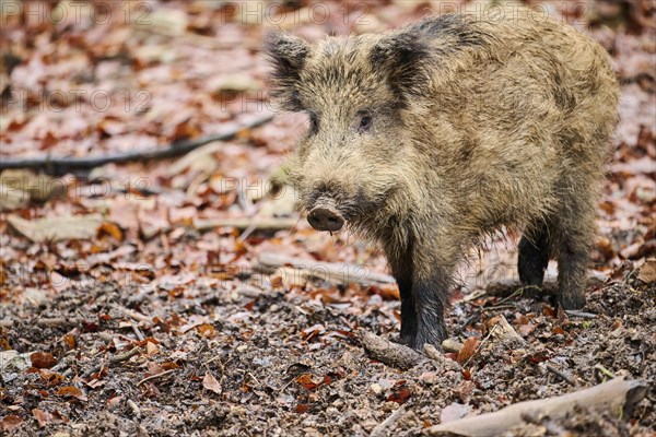 Young Wild boar