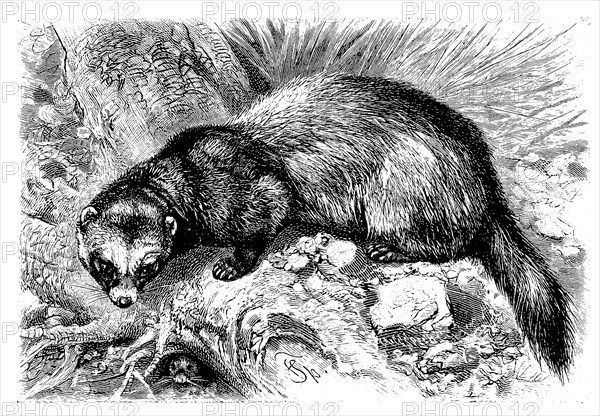 European polecat