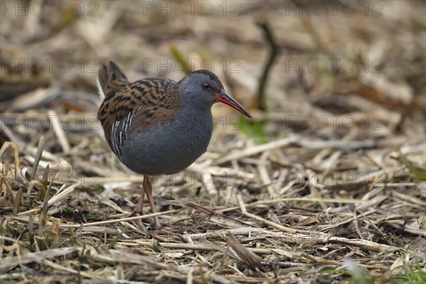 Water rail