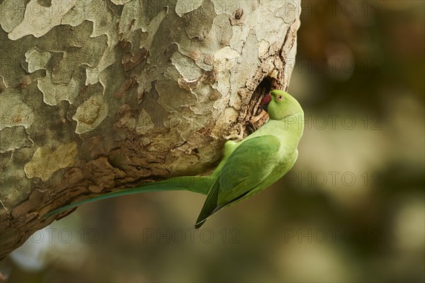 Monk parakeet