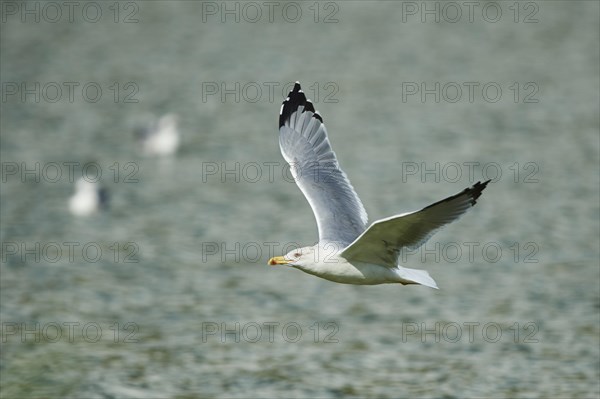 Yellow-legged gull