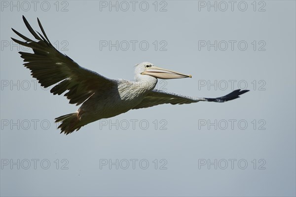 Great white pelican