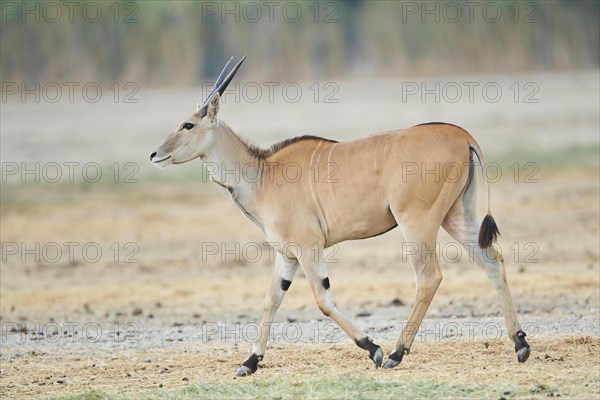 Common eland