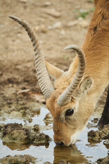 Southern lechwe