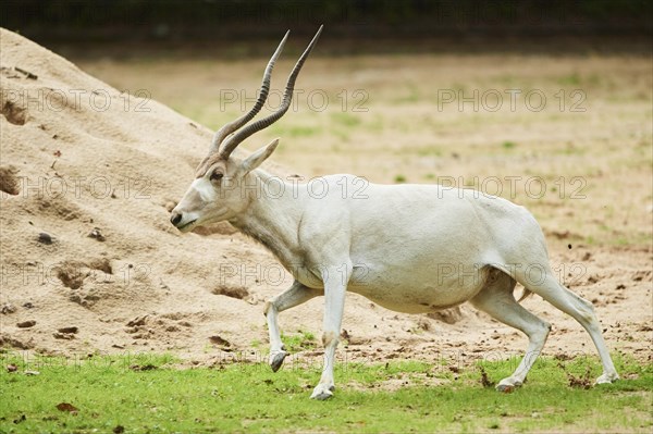 Addax