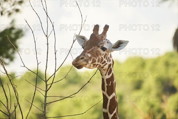 Reticulated giraffe