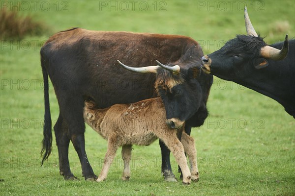 Aurochs