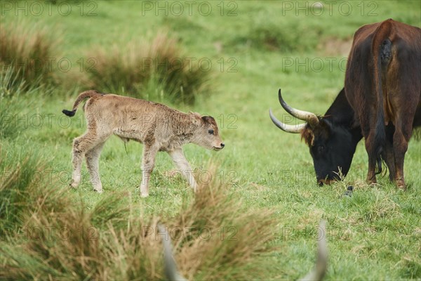 Aurochs