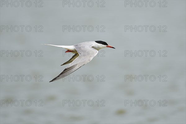 Elegant tern