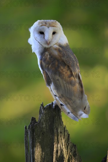 Common barn owl