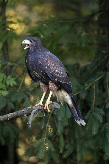 Harris's hawk