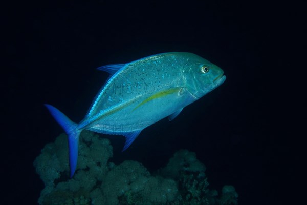 Hunting bluefin trevally