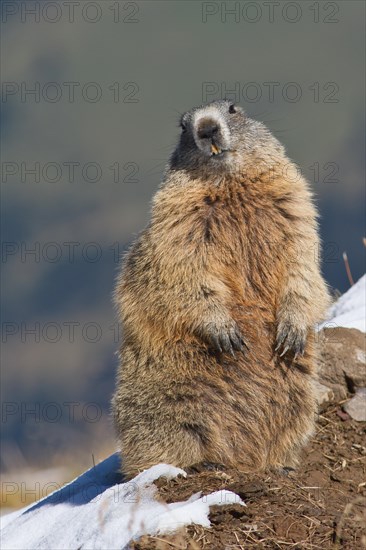 Alpine marmot