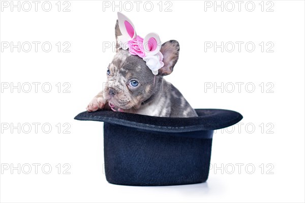 Merle tan French Bulldog dog puppy with Easter bunny headband peeking out of black top hat on white background