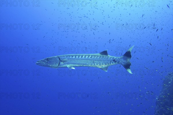 Large great barracuda