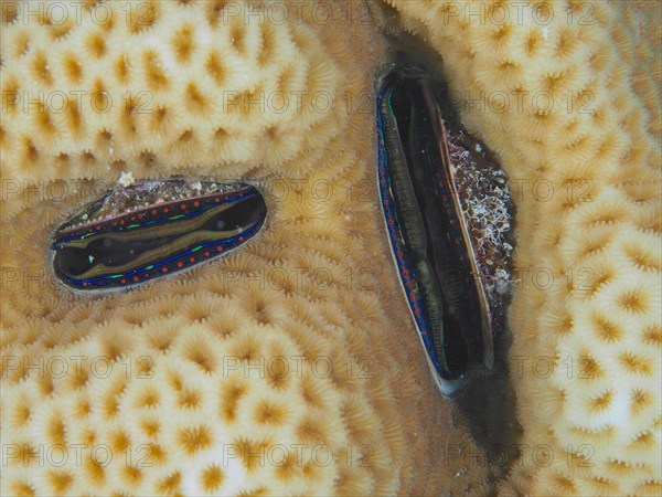 Two coral comb mussels