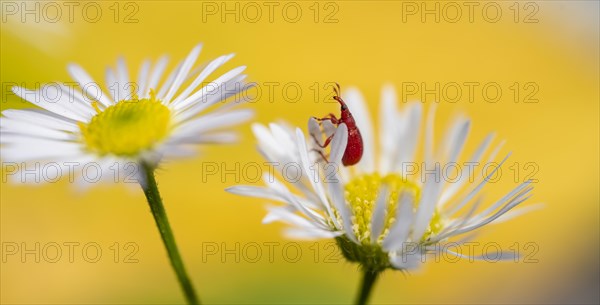 Red beetle on a white flower