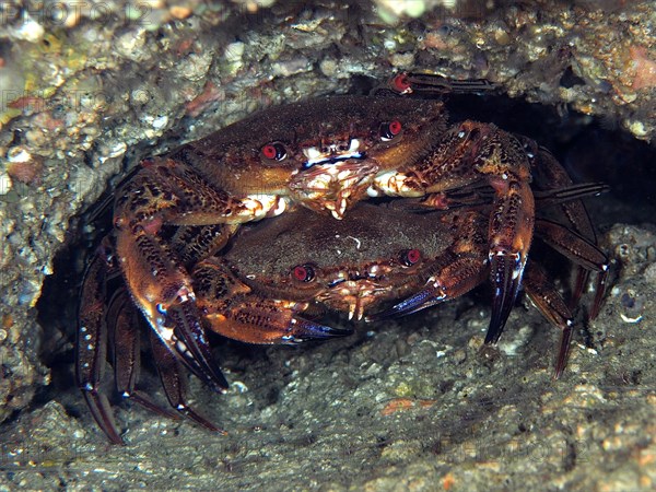 Pair of velvet crab