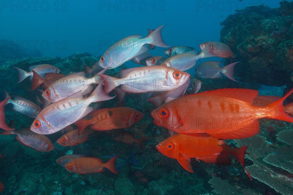 Group of common bigeye