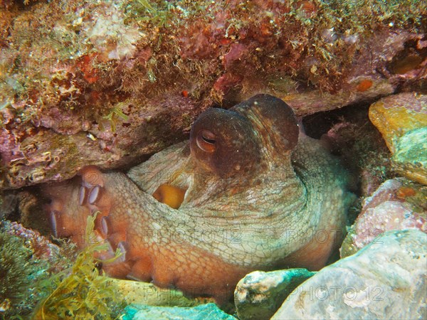 Common octopus