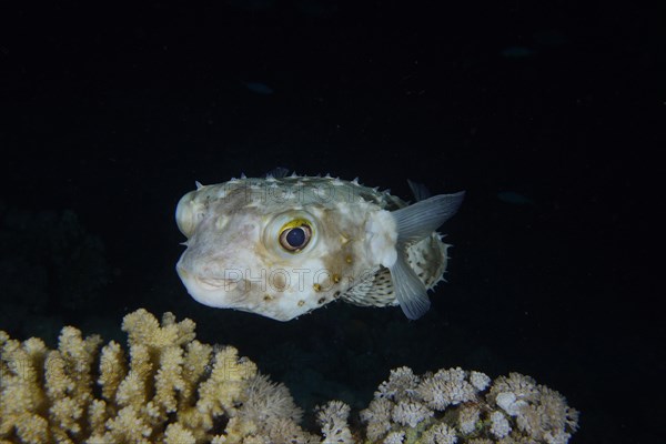 Spotbase burrfish