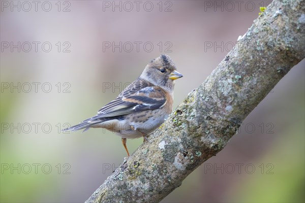 Brambling