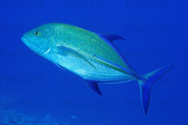 Bluefin trevally