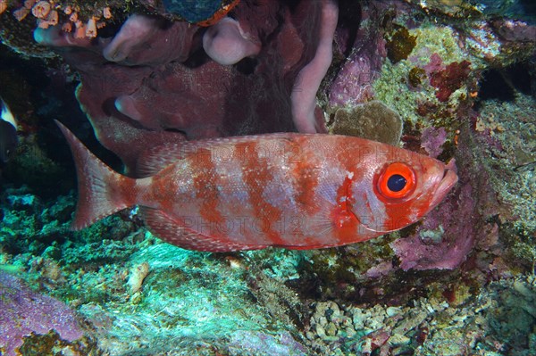 Common bigeye