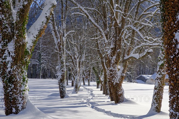 Snow-covered avenue