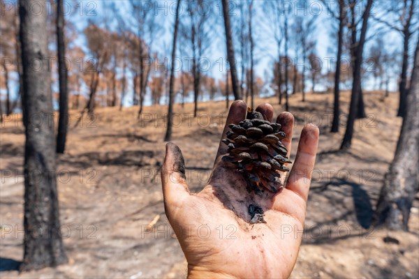 Cone of a burned pine in the burned forest