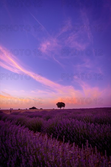 Sunset in a lavender field with a purple sky