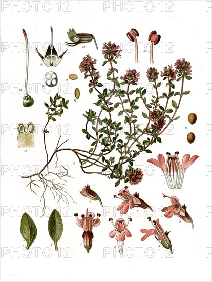 Medicinal plant