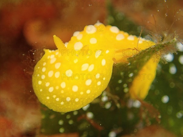 White-spotted warty snail