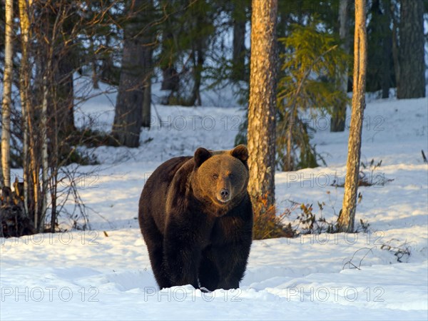 European brown bear