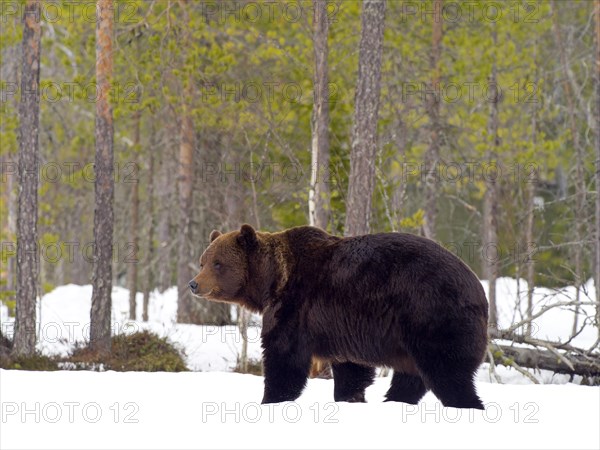 European brown bear