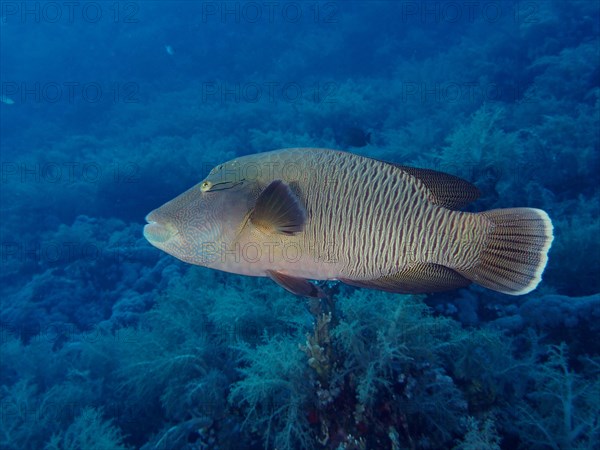 Humphead wrasse