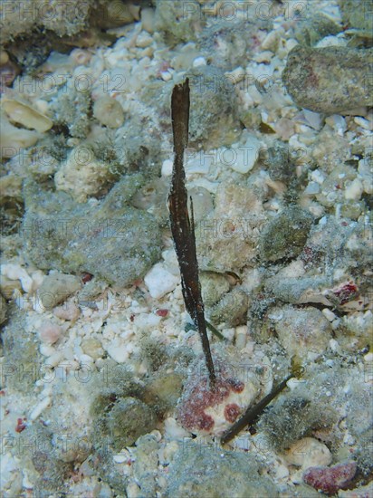 Robust ghost pipefish