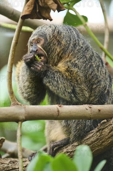 White-faced saki