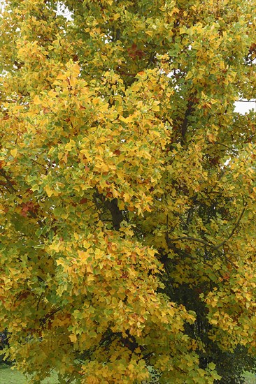 Autumn tulip tree