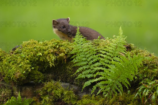 Pine marten